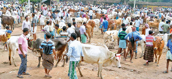 Beldanga almost stopped due to animal hatt