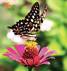 funny incidents in and around nature