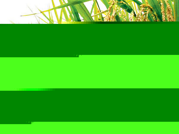 Different types of rice to increase profit