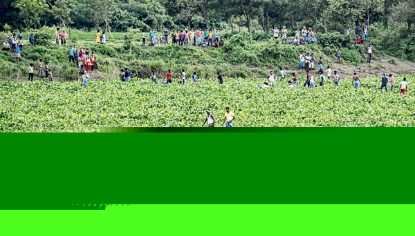 Jalangi filled with water hyacinth, people can walk over it