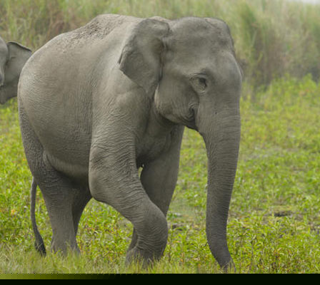 Forest officer will visit Bangladesh to bring back elephants