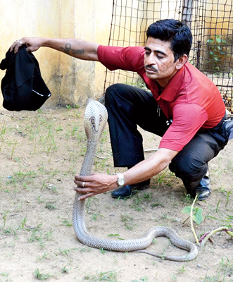 Debasish passion is to save snakes