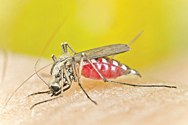 Dengue spreading rapidly: 3 more Deaths