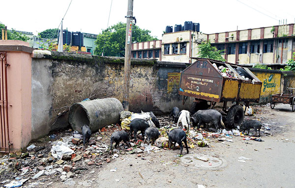 Bushes, garbages and stagnant water remains the main source of Dengue