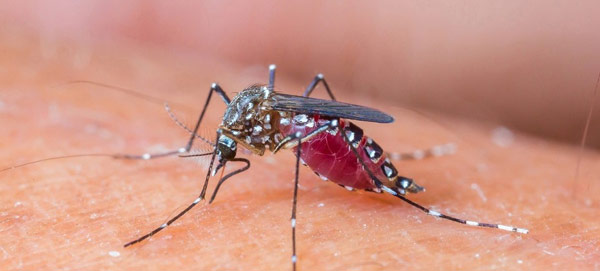 A virus of Dengue ‘Deng 2’ affected people in Serampore 