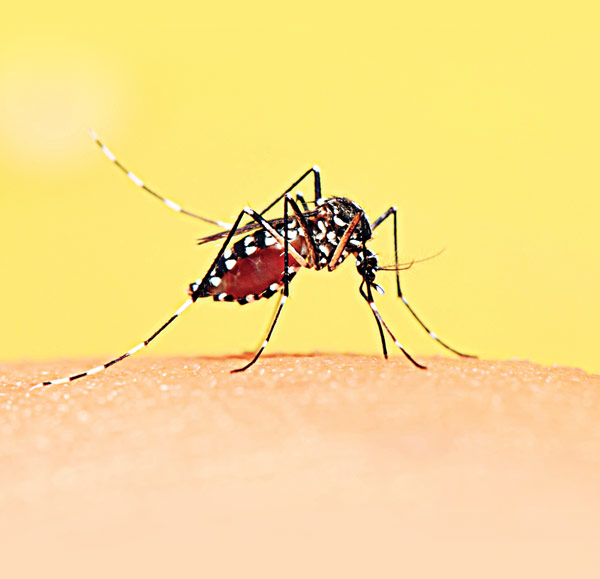 The spread of Dengue