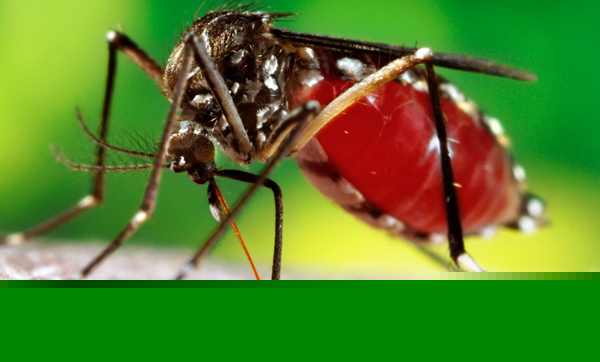 Dengue claims live again, this time 31 years old fell in death trap