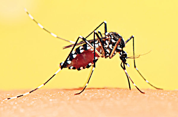 Dengue problem