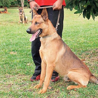 Special commando dog coming at lalbazar   