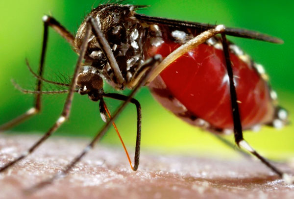 Dengue trouble, hospital keeping silence