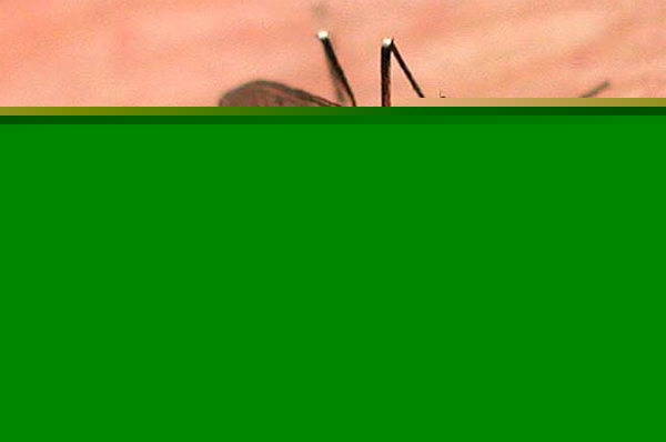 Health report delaying, Dengue treatment in crisis