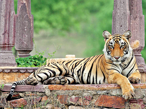 রণথম্ভৌর জাতীয় উদ্যানে মছলি। ছবি ফেসবুকের সৌজন্যে।