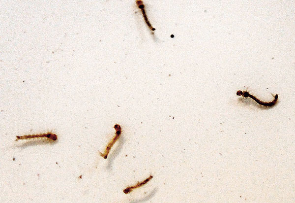 Bidhan Nagar Municipal corporation fails to take steps to prevent  Dengue