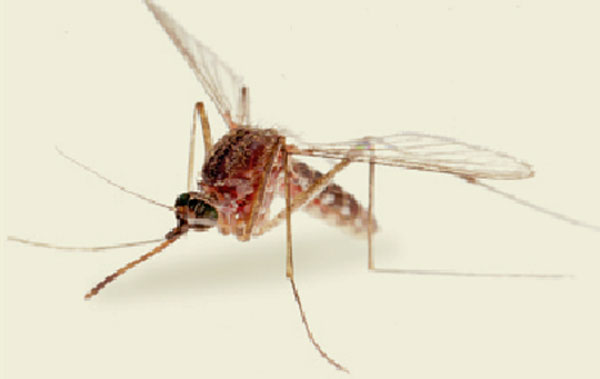 Health Department claims the reduction of Dengue