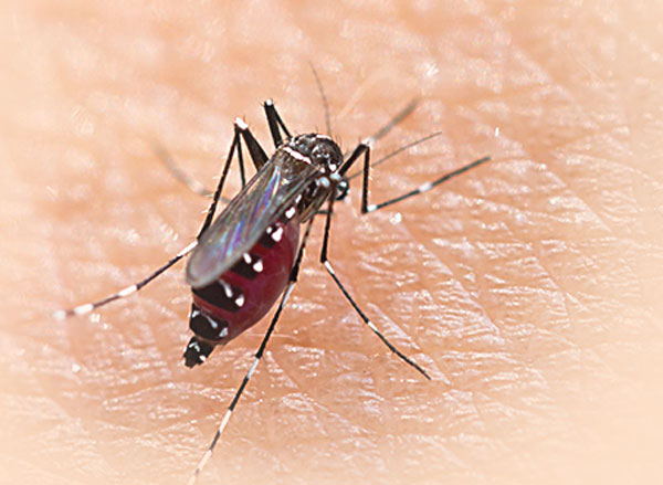 Aedes Mosquito changing its shades, spreading disease at random rate