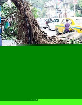 Old dangerous trees will be cut, ordered by CM