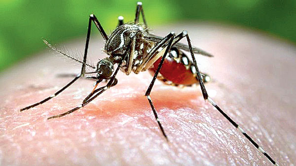 Dengue claiming lives at random rate without any stop
