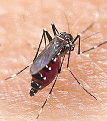 Dengue patients reached to 70