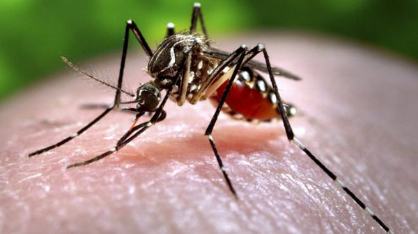 Dengue decreases immunity, is more deadly than other diseases