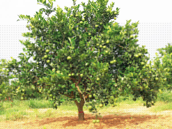 Sweet Lemon farming on western side