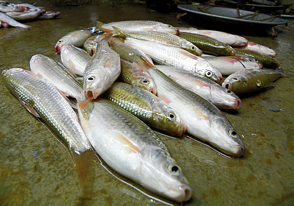 Taste of variety in fish preparation