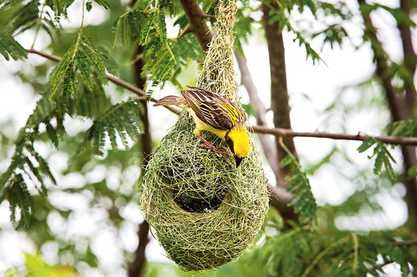 An acute craftsmanship