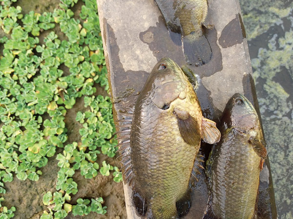 Fish suffering at the water bodies