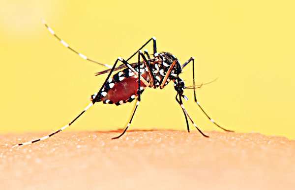 Dengue and its awareness