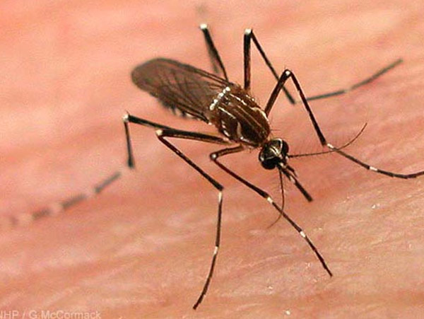 Dengue claims live in Howarh, death toll climbs to 8 in state, 