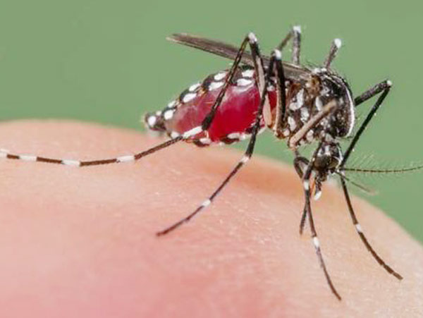 Day by day Dengue claiming more lives and spreading its wing