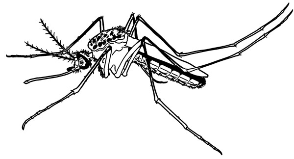 Dengue spreading its wing at fast rate