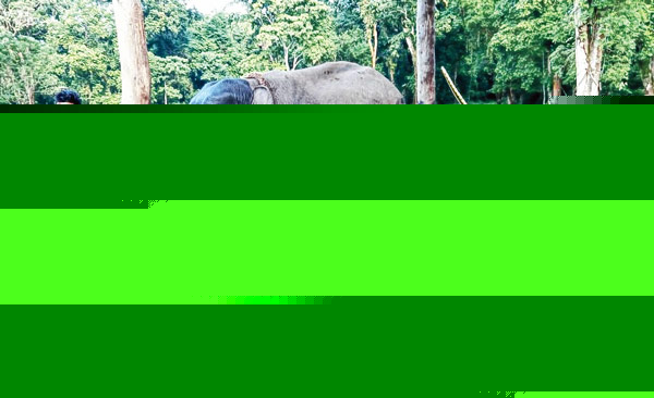 Elephant recovering after operation