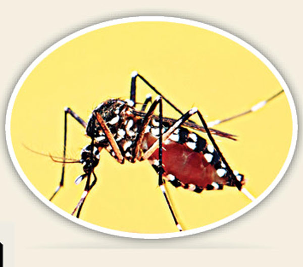 Dengue virus spreading its wings