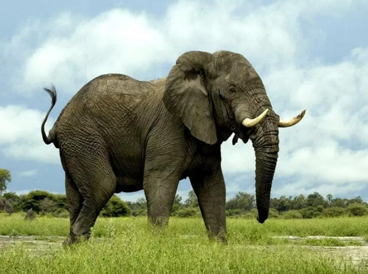 some Amazing facts about elephant dgtl