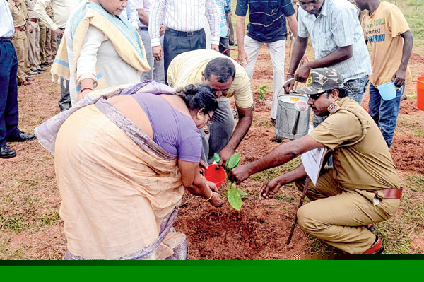 Sapling planted in the memories of forest marty