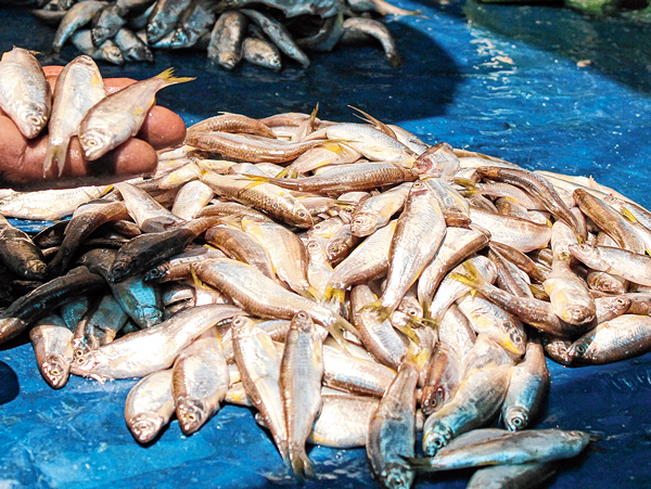 Scarcity of Boroli fish in north bengal
