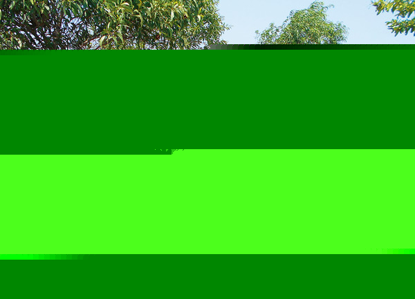 Murder for selling car, police arrested the culprit