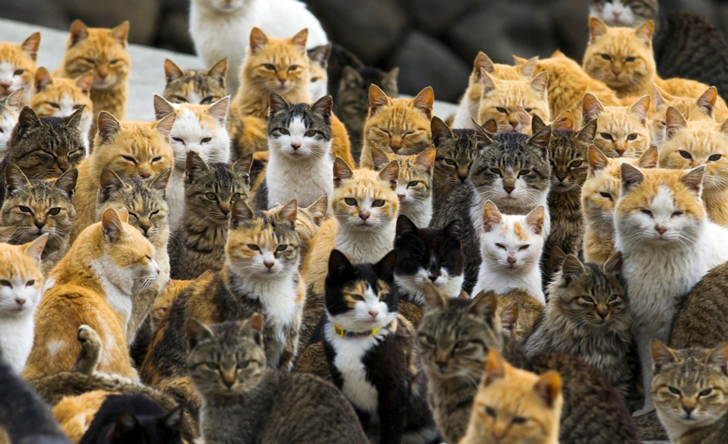 In this mysterious japanese island there are 6 times more cats than humans dgtl