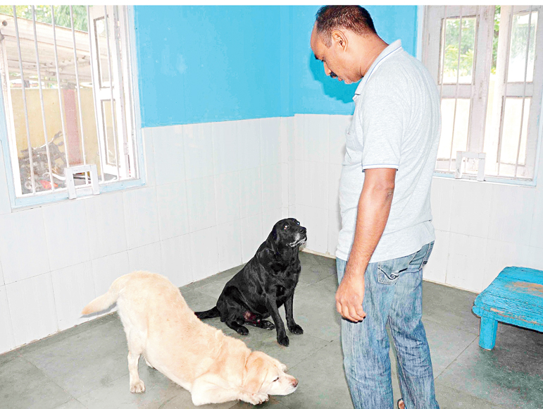 RPF sniffer dogs Don and Bond get exercise to keep them fit