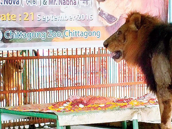 ‘কেক’ প্রায় শেষ। চট্টগ্রামের চিড়িয়াখানায় পাশাপাশি দু’টো খাঁচায় নোভা আর নাভা। ছবি: এএফপি।