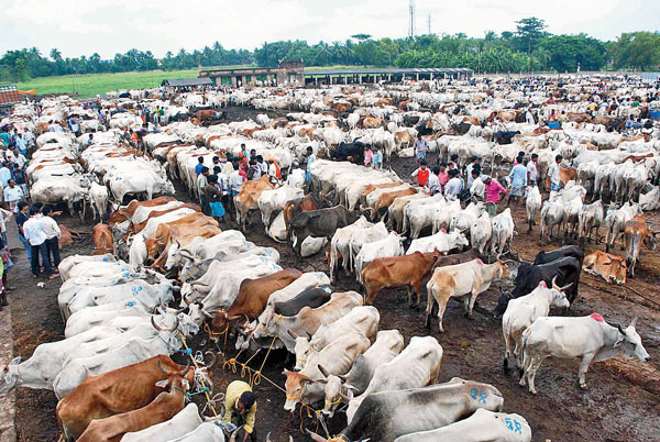 BSF's pleads CM to stop border adjacent cattle market 