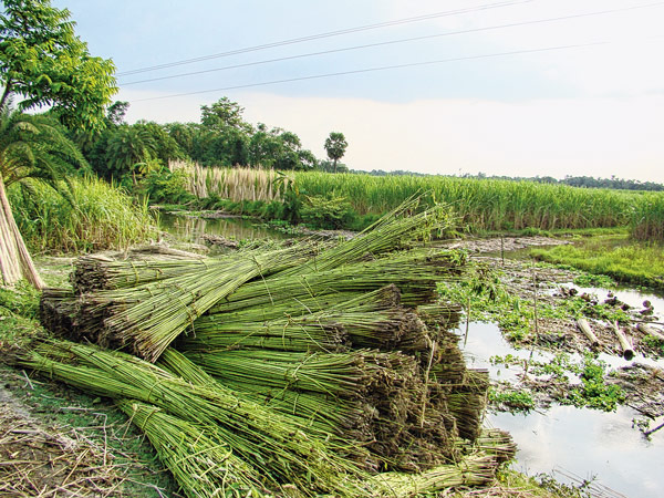 চলছে পাট পচানো।—নিজস্ব চিত্র