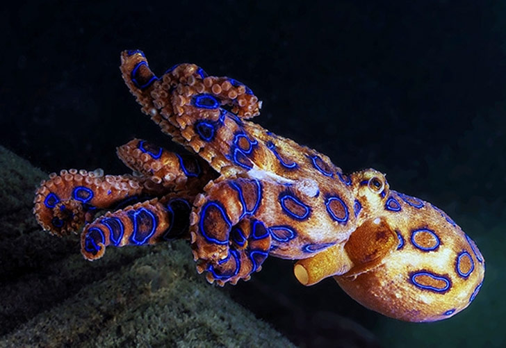 8 dangerous sea creatures dgtl