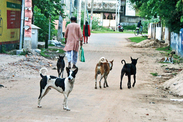 Municipality has no information about any statistics of stray dogs