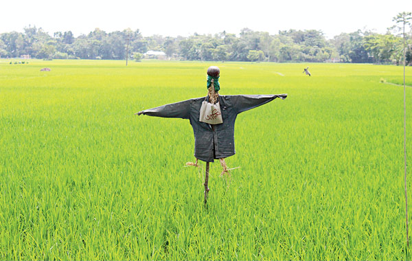 প্রতিবাদে কাকতাড়ুয়া।