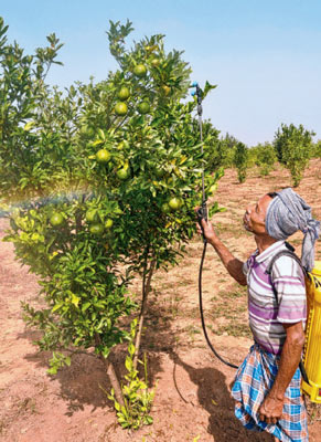 Orange is getting cultivated in the red soil