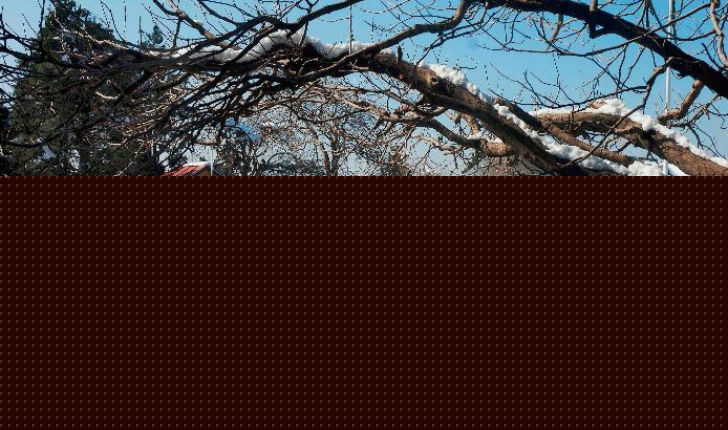 শীত যত বাড়ছে, পর্যটকও ততই বাড়ছে শিমলায়। যেন মেলা বসে গিয়েছে। কেউ সেলফিতে মগ্ন, কেউ বা মুগ্ধ বরফে।