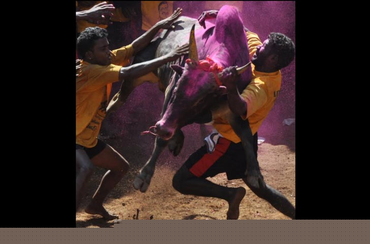 স্পেনের ‘সান ফার্মিন’ বা ষাঁড়ের সঙ্গে দৌড় বা আমেরিকার ‘বুল রাইডিং’-এর মতোই অত্যন্ত বিপজ্জনক ‘জাল্লিকাট্টু’।