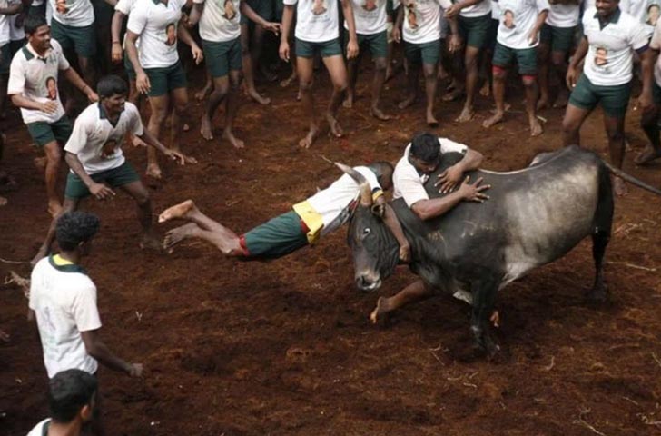 তামিল ভাষায় জাল্লি ও কাট্টুর অর্থ হল ষাঁড়ের শিঙে বাঁধা সোনা ও রুপোর মুদ্রা যা ওই ষাঁড়কে কাবু করার পুরস্কার হিসেবে দেওয়ার রীতি।