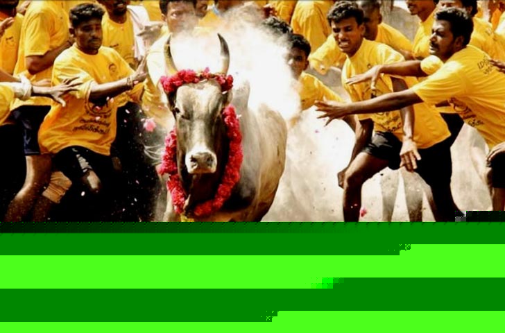 বিপজ্জনক এই খেলায় অংশগ্রহণ করে ২০১০ থেকে ২০১৪ পর্যন্ত প্রায় ১১০০ জন গুরুতর আহত হয়েছেন। মৃত্যু হয়েছে অন্তত ১৭ জনের।